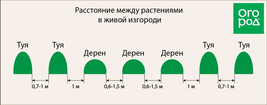 Какое расстояние должно быть между саженцами. Живая изгородь из дерена схема посадки. Схема посадки дерна для живой изгороди. Схема посадки дерена для живой изгороди. Схема посадки туи Смарагд для живой изгороди.